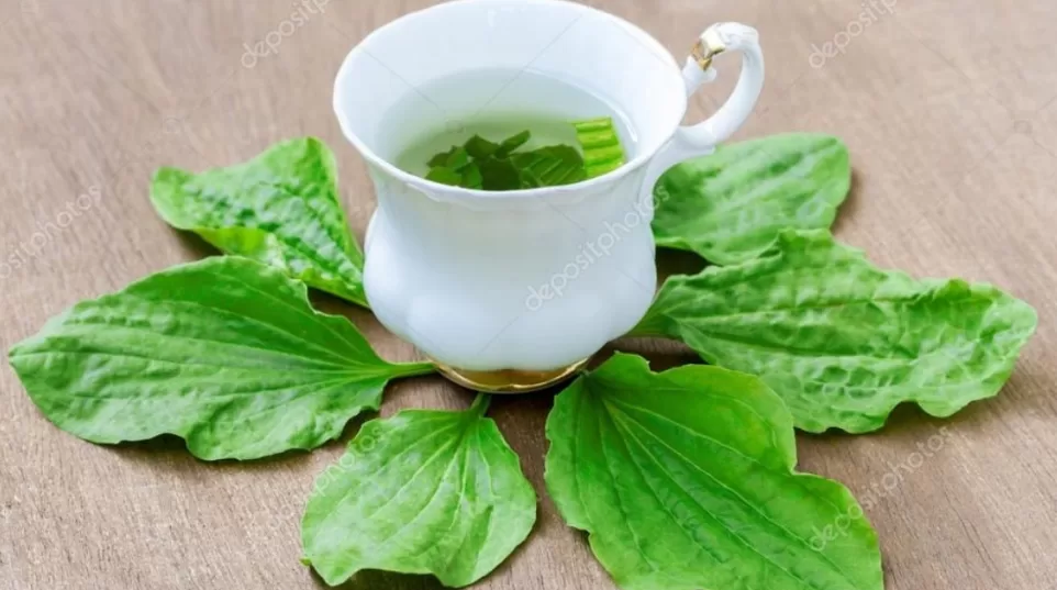 Chá de Tanchagem